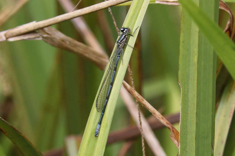 Coenagrion_puella